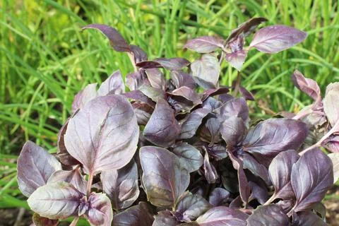 Red basil in the garden Stock Photos