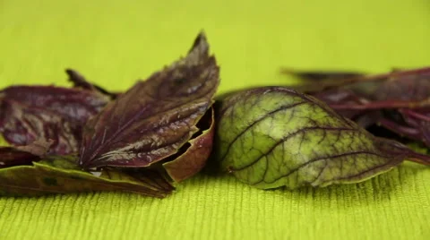 Red basil on a green background Stock Footage 47980255