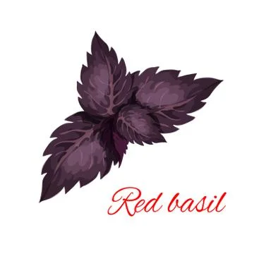 Red basil herb leaves isolated emblem Stock Illustration