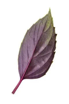 Red basil leaf isolated on white Stock Photos