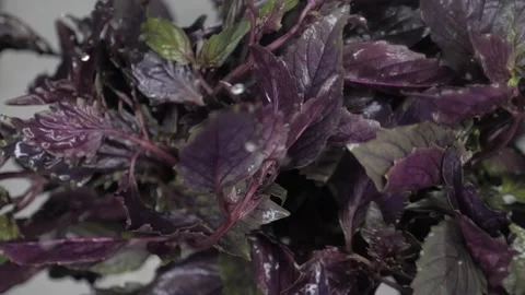 Red basil moist close shot with water drops 動画素材 157162811