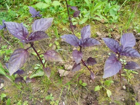 Red basil on organic bed close up Stock Photos