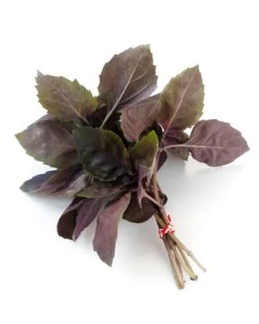 Red Basil Stock Photos