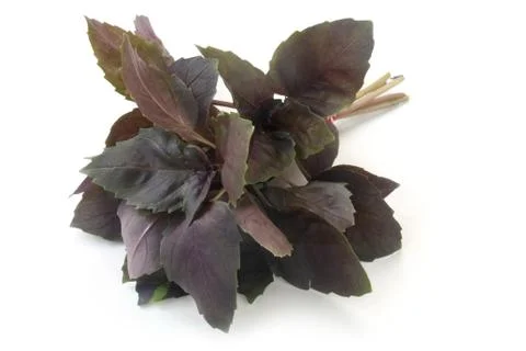 Red Basil Stock Photos