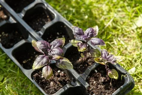 Red basil seedlings in pots ready for planting Stock Photos