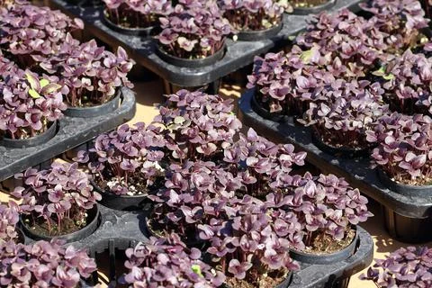 Red basil sprout Stock Photos