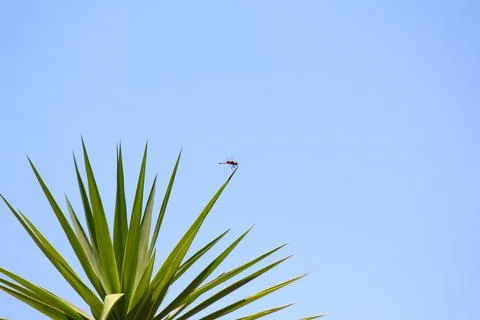 Red Basker Dragonfly On Leaf Tip (Urothemis assignata) Stock Photos