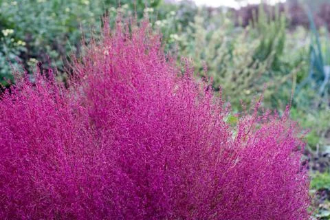 Red bassia scoparia Stock Photos