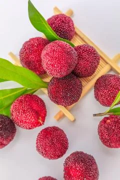 Red bayberry Stock Photos