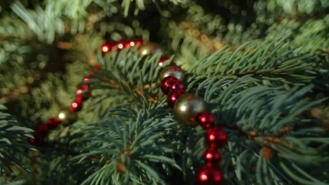 Red beads lie on the branches of a green fir tree in the sunlight Stock Footage 296401611