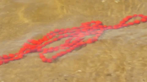 Red Beads Lying on a Bottom of River Limpid Water Sandy Bottom Summer Sunny Day Stock Footage 64774073
