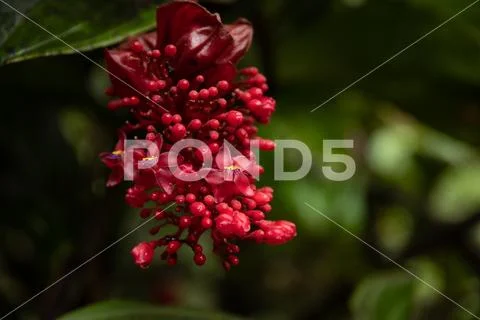 Red Beads Stock Photos
