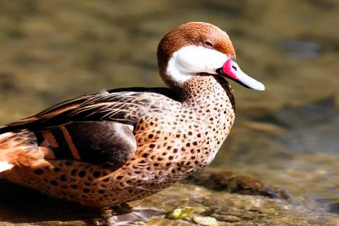 Red beak duck Stock Photos