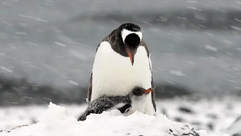 Red beak Gentoo penguin guarding her chick during a snow storm in Antarctica 스톡 동영상 291621906