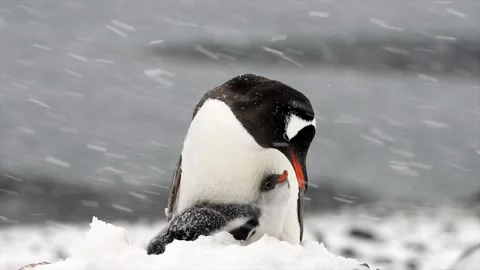 Red beak Gentoo penguin guarding her chick during a snow storm in Antarctica Stock Footage 291621910
