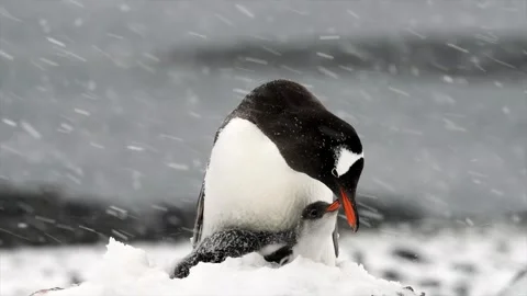 Red beak Gentoo penguin guarding her chick during a snow storm in Antarctica Stock Footage 291621917