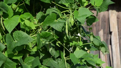 Red bean bush bloom leaf rural garden background blue cloudy sky Stock Footage 22631159