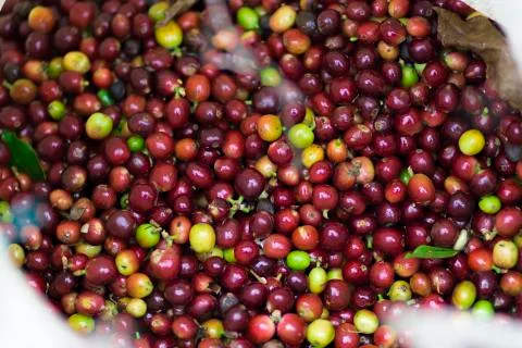 Red bean Coffee beans Stock Photos