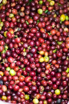 Red bean Coffee beans Stock Photos