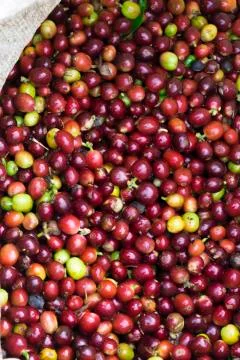 Red bean Coffee beans Stock Photos