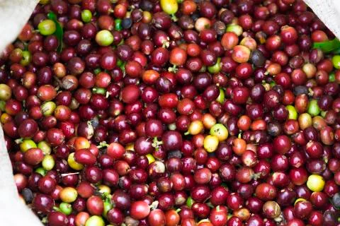Red bean Coffee beans Foto stock