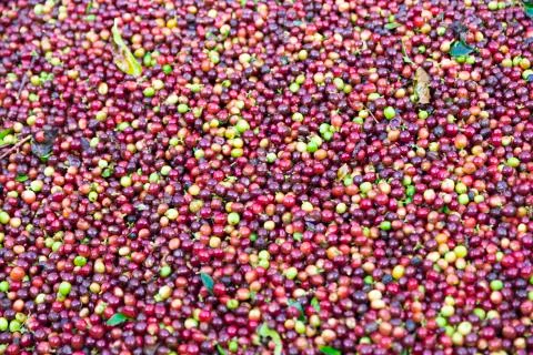 Red bean Coffee beans Stock Photos