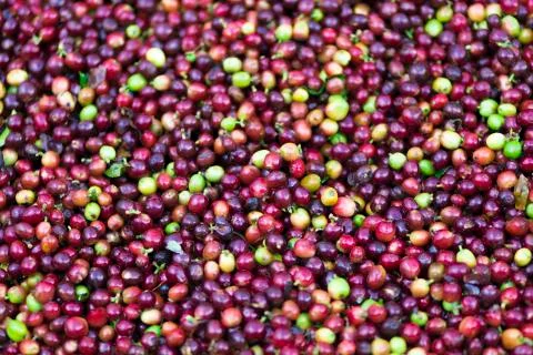 Red bean Coffee beans Stock Photos