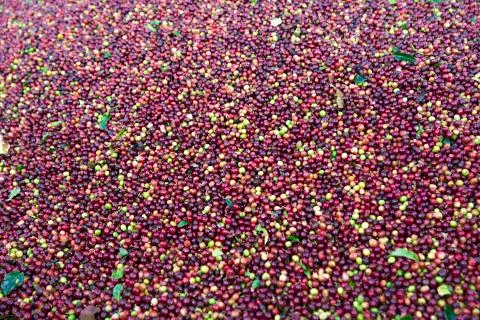 Red bean Coffee beans Stock Photos
