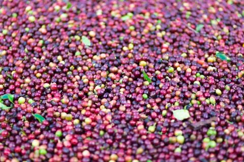 Red bean Coffee beans Stock Photos