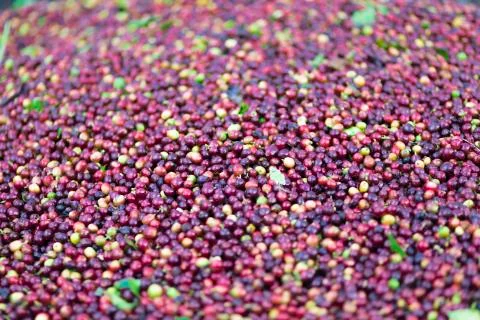 Red bean Coffee beans Stock Photos