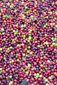 Red bean Coffee beans Foto stock