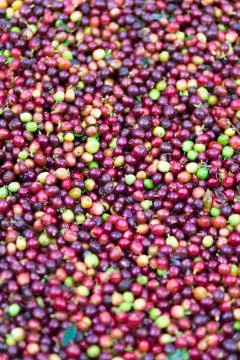 Red bean Coffee beans Stock Photos