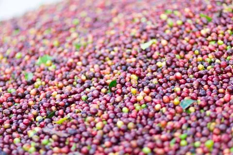 Red bean Coffee beans Stock Photos