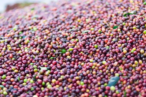 Red bean Coffee beans Stock Photos