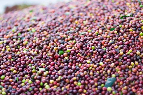Red bean Coffee beans Stock Photos