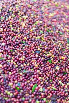 Red bean Coffee beans Foto stock