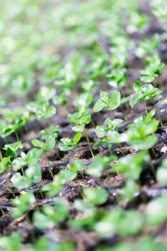 Red bean Coffee beans Stock Photos