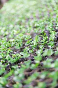 Red bean Coffee beans Stock Photos