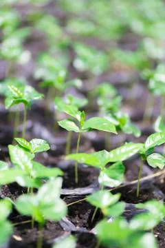 Red bean Coffee beans Stock Photos