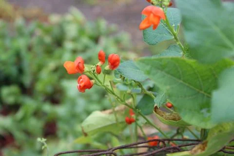Red bean flowers Stock Photos