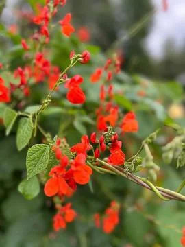 Red bean flowers Stock Photos