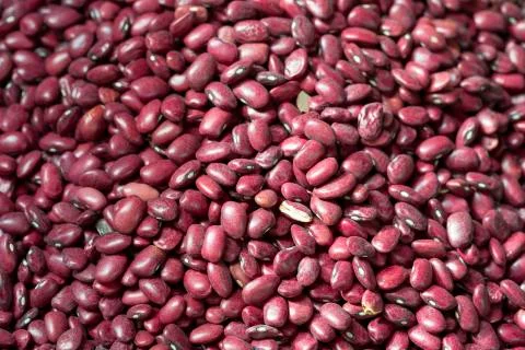 Red bean 写真素材