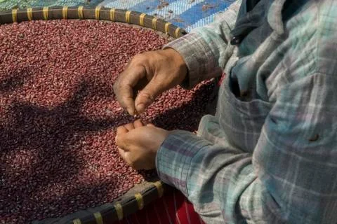 Red bean sorting Stock Photos