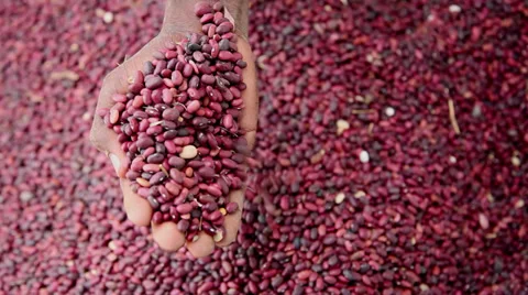 Red Beans pour Stock Footage 27672912