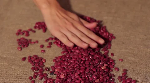 Red beans smooth out on burlap. harvesting. smooth out hands Video stock 66765958