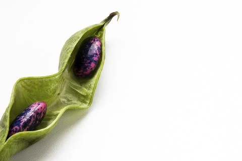 Red beans, two pieces in the opened pod, on the left. Space for text. Stock Photos