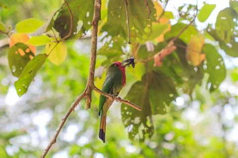 Red beard bird perching on the tree Stock Photos
