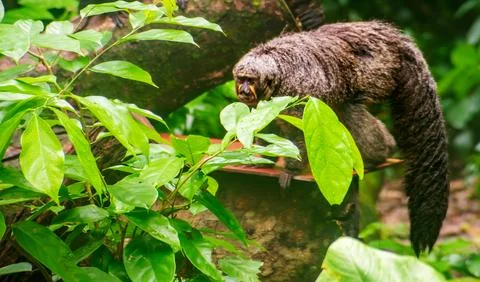 Red beard Saki Monkey Fotos Stock