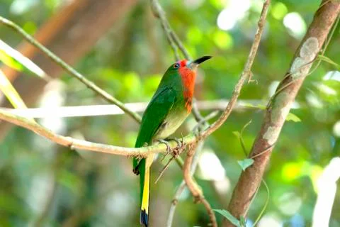 Red-bearded  bee-eater  bird Stock Photos