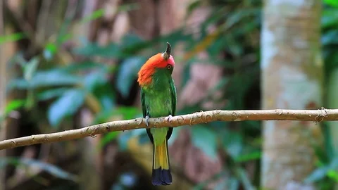 Red-bearded Bee-Eater perching on the branch Stock Footage 70752347